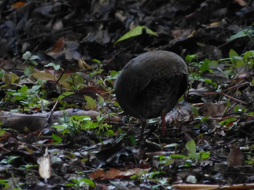 灰胸穴䳍(Crypturellus boucardi)