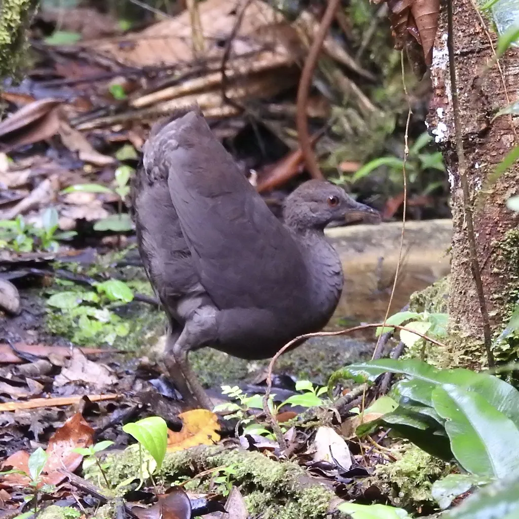灰穴䳍(Crypturellus cinereus)