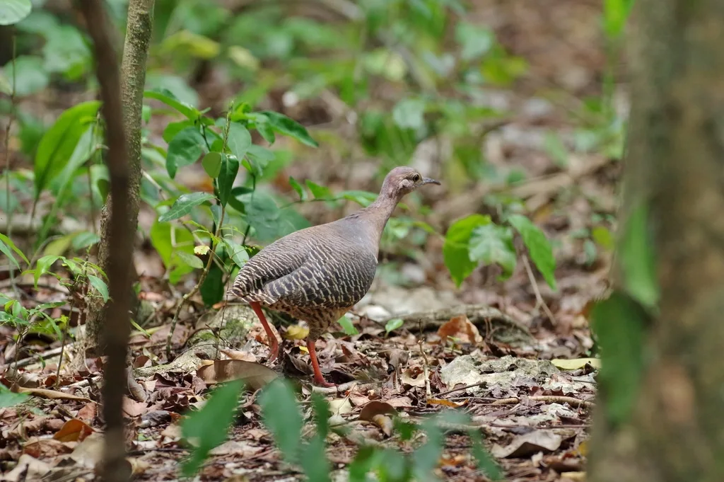 棕穴䳍(Crypturellus cinnamomeus)