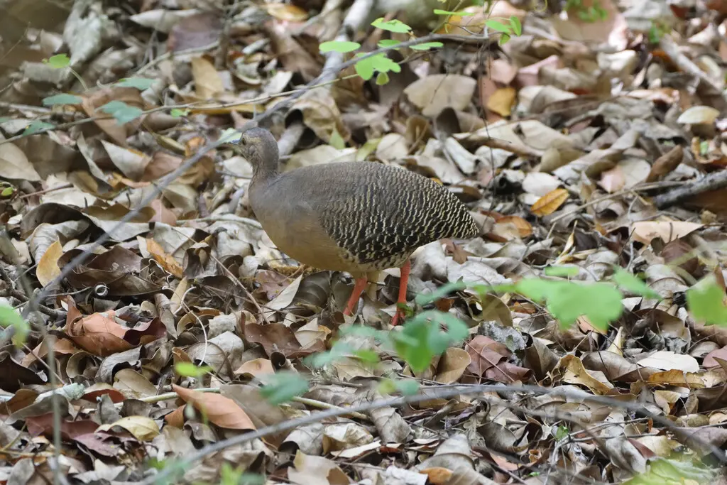 棕穴䳍(Crypturellus cinnamomeus)