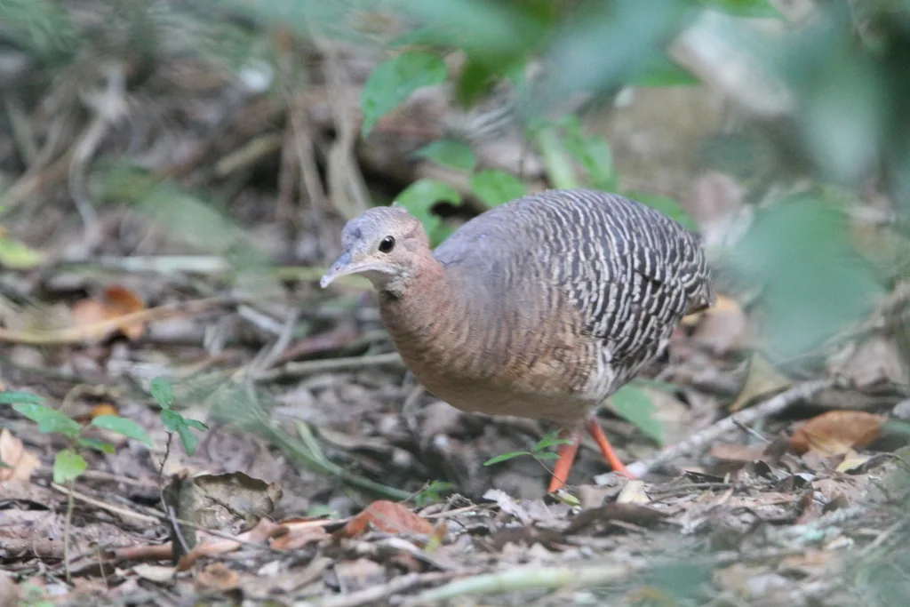 棕穴䳍(Crypturellus cinnamomeus)