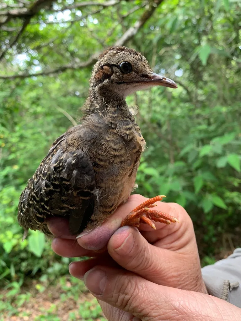 棕穴䳍(Crypturellus cinnamomeus)