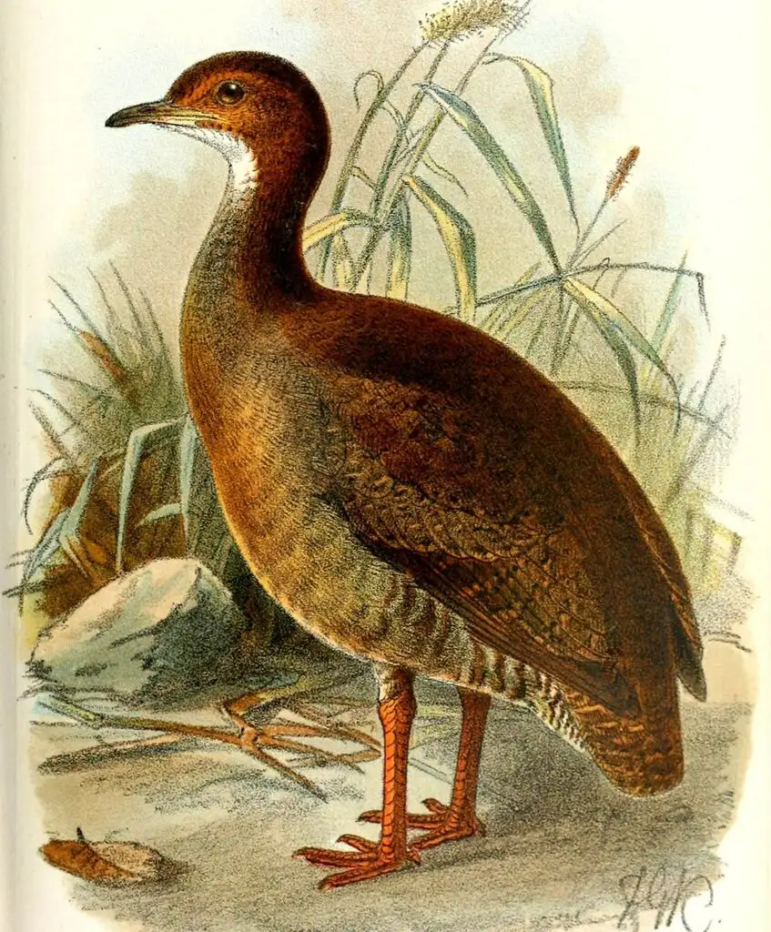 红脚穴䳍(Crypturellus erythropus)