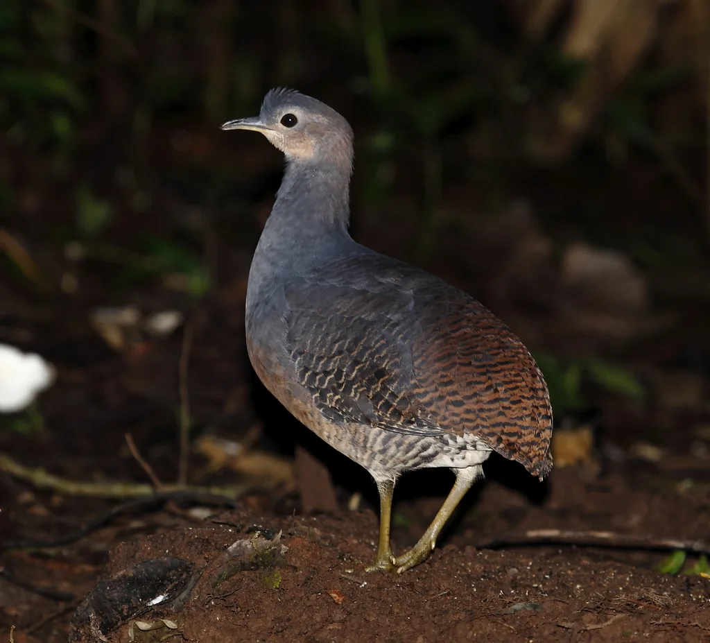 黄腿穴䳍(Crypturellus noctivagus)