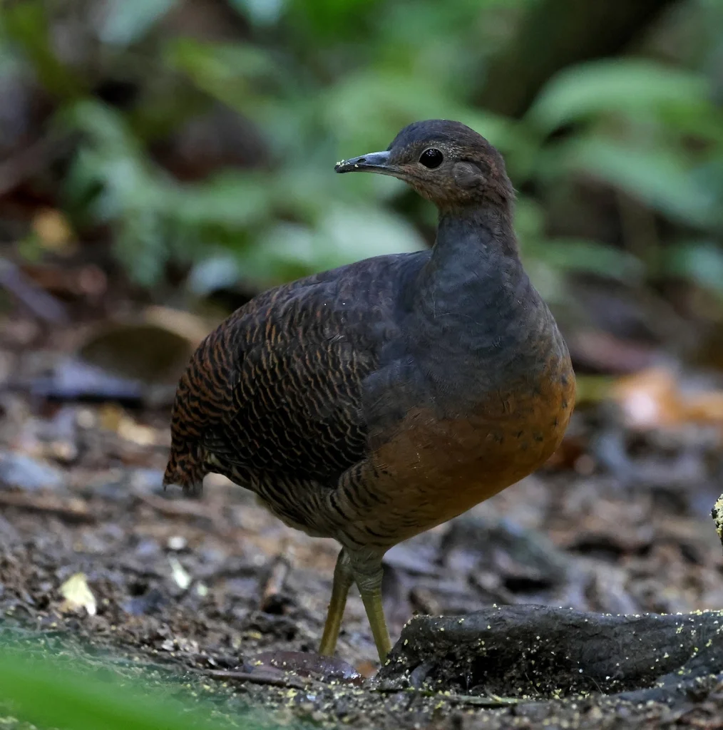 黄腿穴䳍(Crypturellus noctivagus)