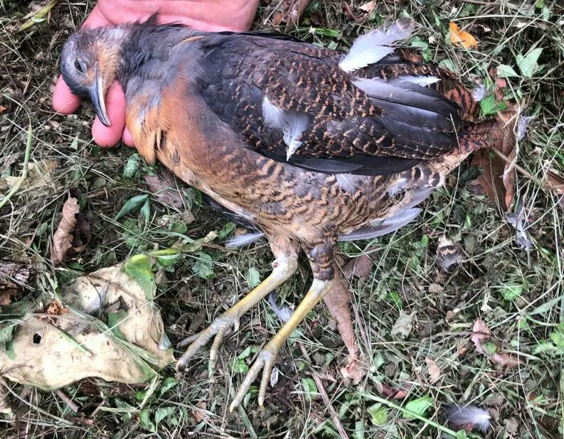黄腿穴䳍(Crypturellus noctivagus)