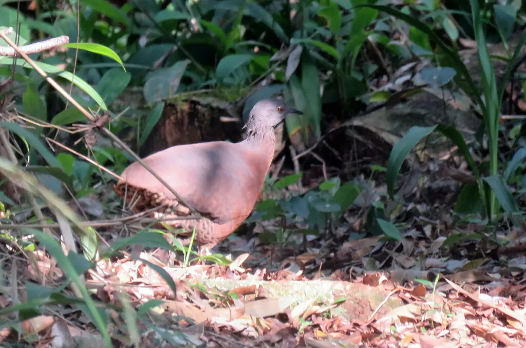 褐穴䳍(Crypturellus obsoletus)