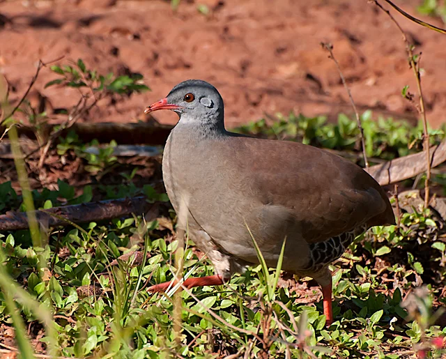 小嘴穴䳍(Crypturellus parvirostris)
