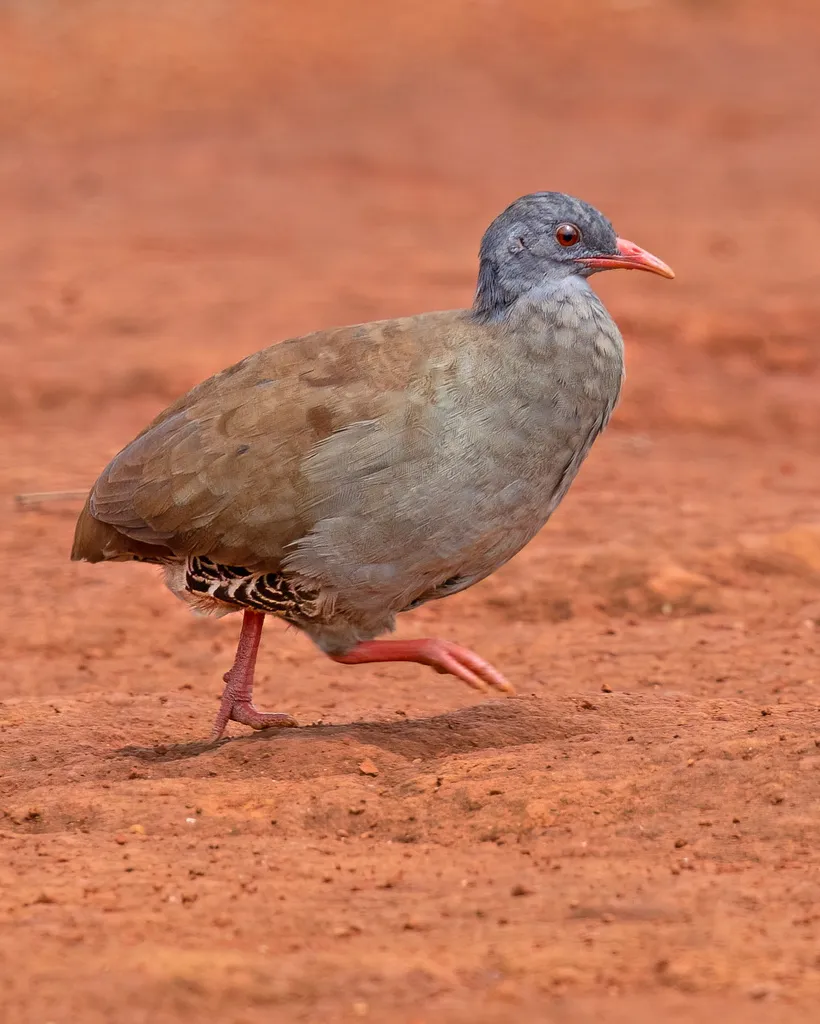 小嘴穴䳍(Crypturellus parvirostris)