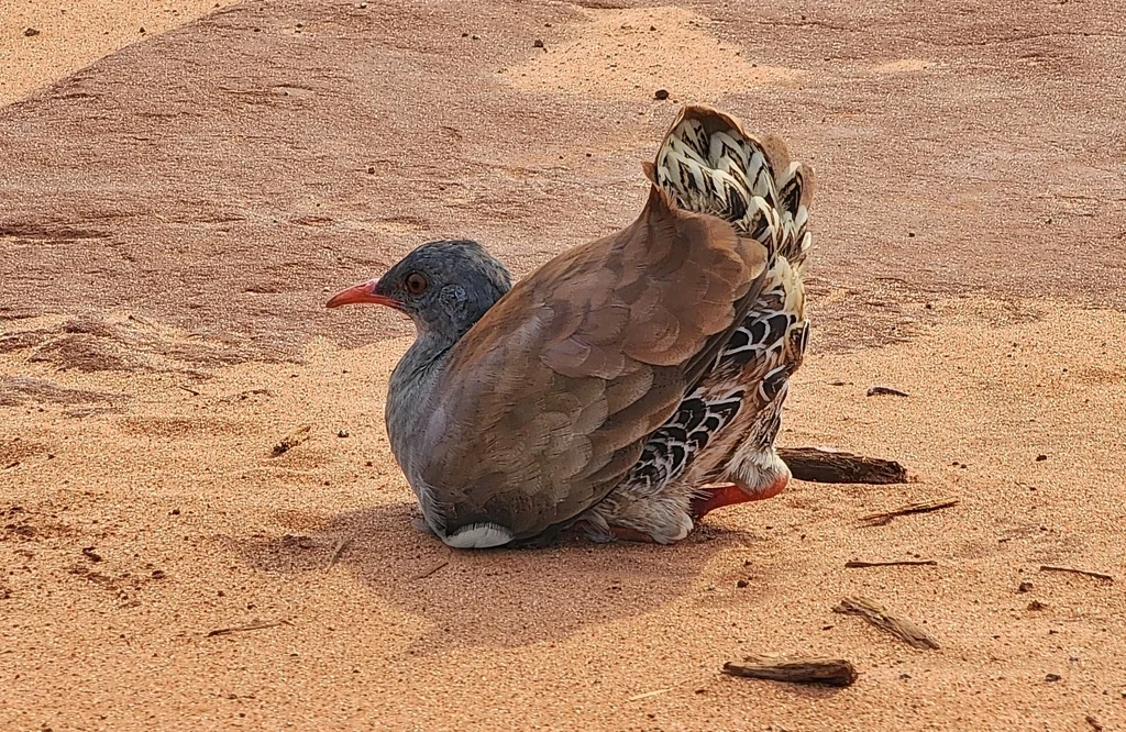 小嘴穴䳍(Crypturellus parvirostris)