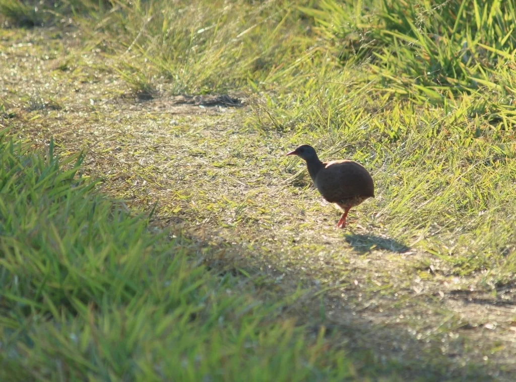 小嘴穴䳍(Crypturellus parvirostris)
