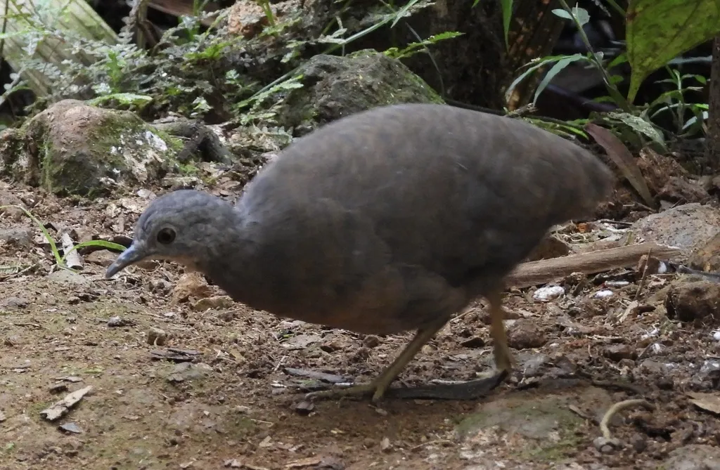 小穴䳍(Crypturellus soui)