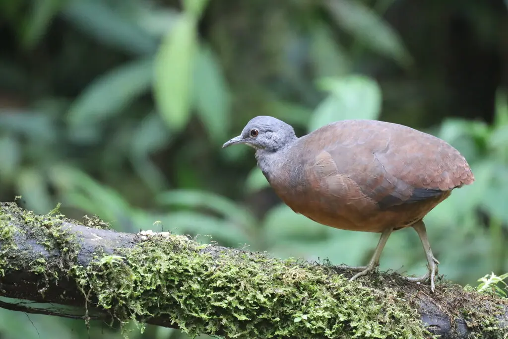 小穴䳍(Crypturellus soui)