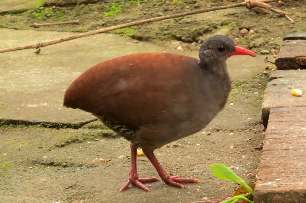 塔陶穴䳍(Crypturellus tataupa)