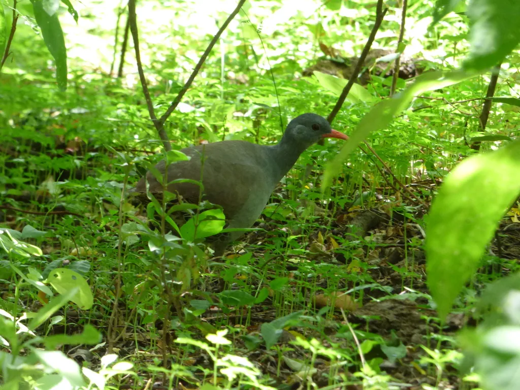 塔陶穴䳍(Crypturellus tataupa)
