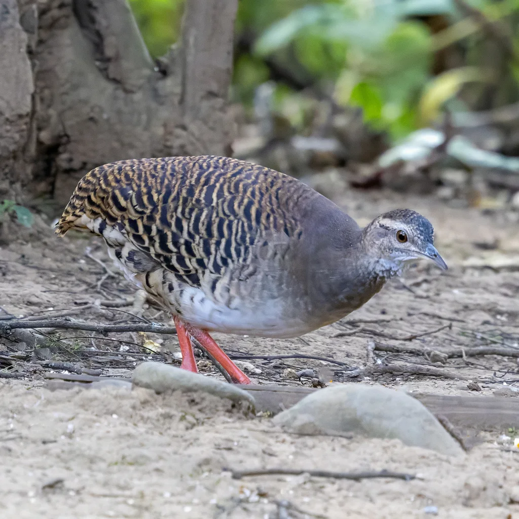 淡眉穴䳍(Crypturellus transfasciatus)