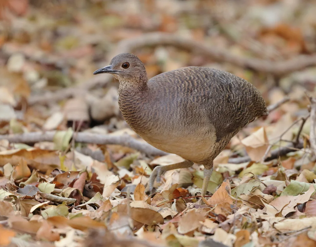 波斑穴䳍（Crypturellus undulatus）