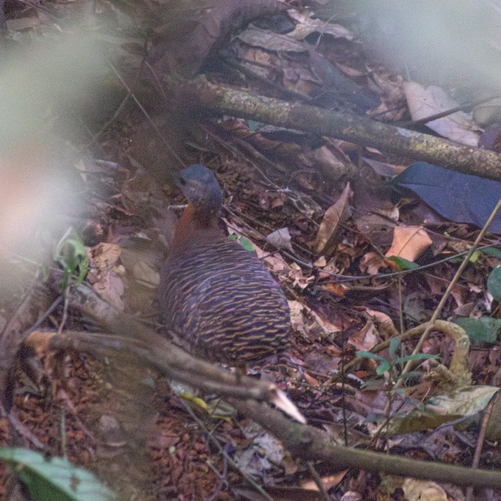 杂色穴䳍(Crypturellus variegatus)