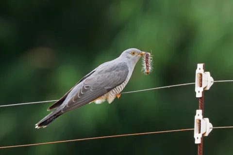 非洲杜鹃