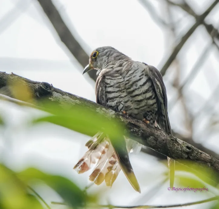 四声杜鹃(Cuculus micropterus)