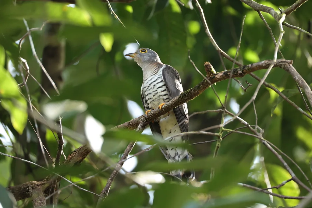 四声杜鹃(Cuculus micropterus)