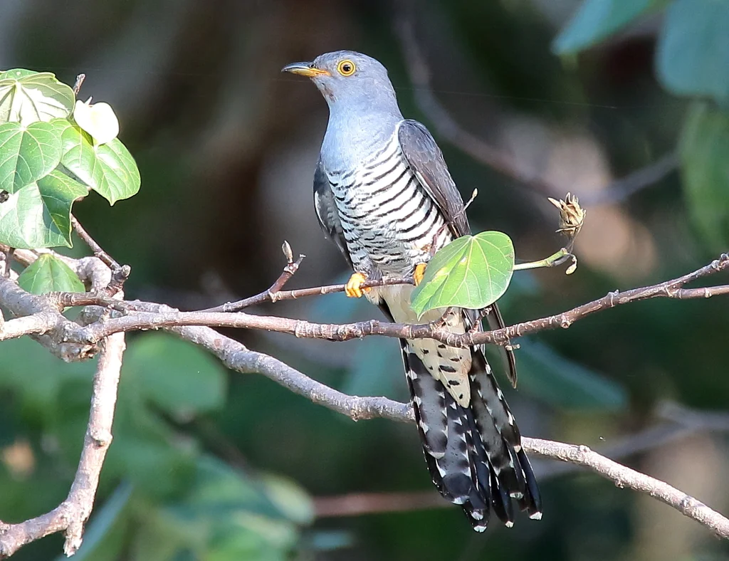 东方中杜鹃(Cuculus optatus)