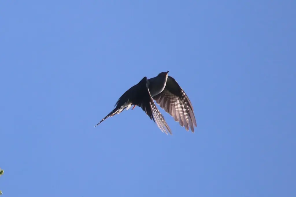 东方中杜鹃(Cuculus optatus)