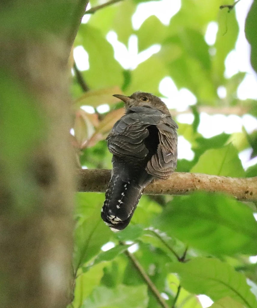 小杜鹃(Cuculus poliocephalus)
