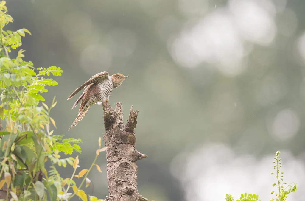 小杜鹃(Cuculus poliocephalus)