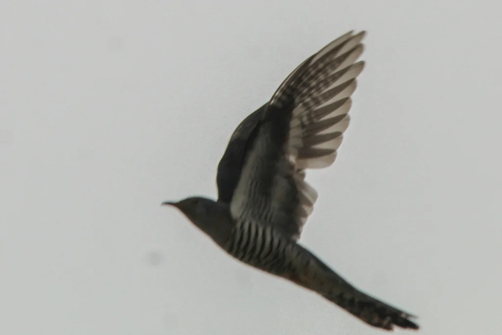 小杜鹃(Cuculus poliocephalus)