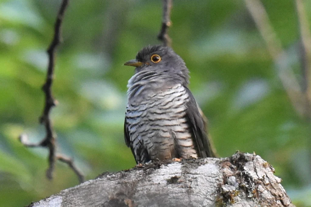 马岛杜鹃(Cuculus rochii)