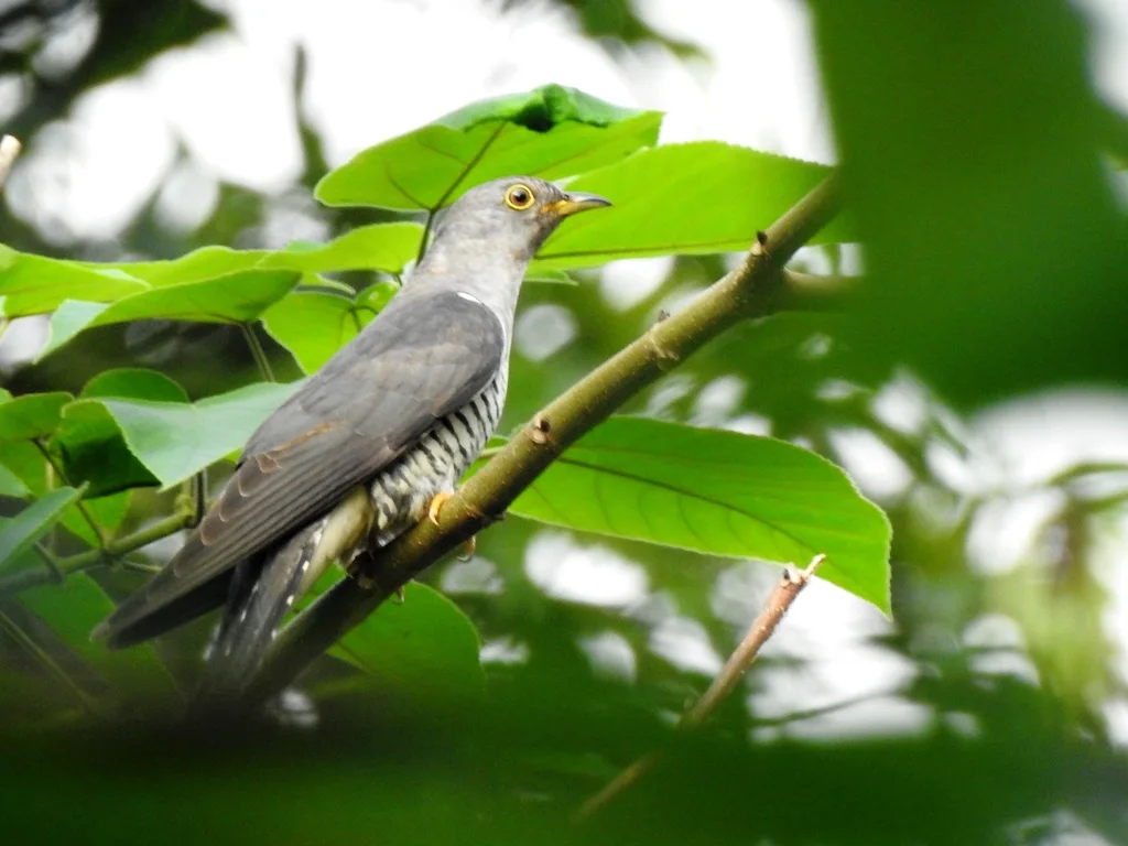 中杜鹃(Cuculus saturatus)