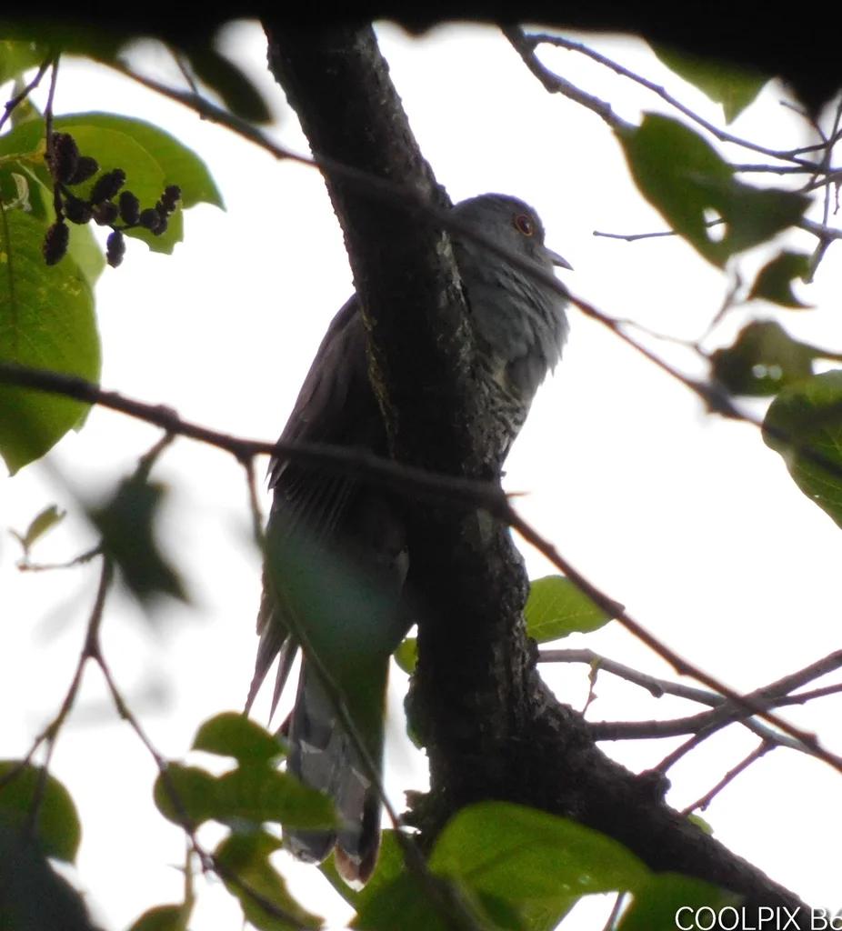 中杜鹃(Cuculus saturatus)