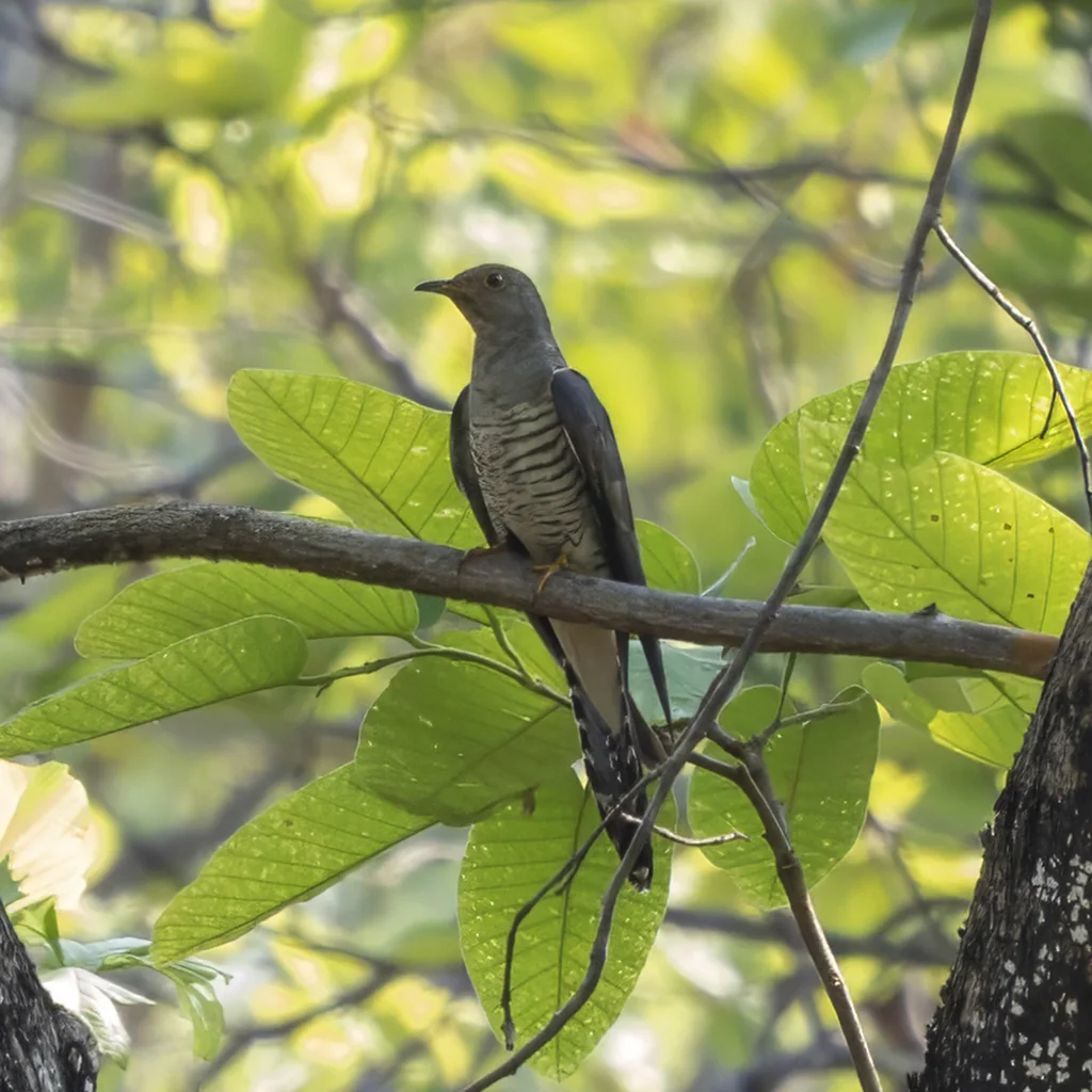 中杜鹃(Cuculus saturatus)