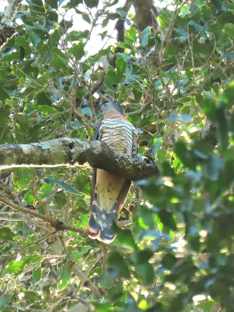 赤胸杜鹃(Cuculus solitarius)