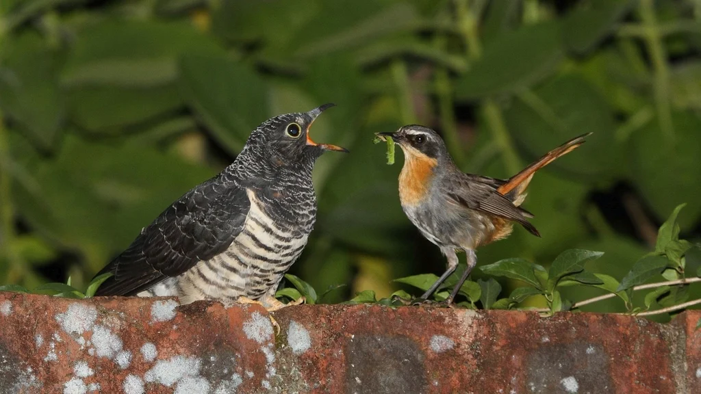 赤胸杜鹃（Cuculus solitarius）