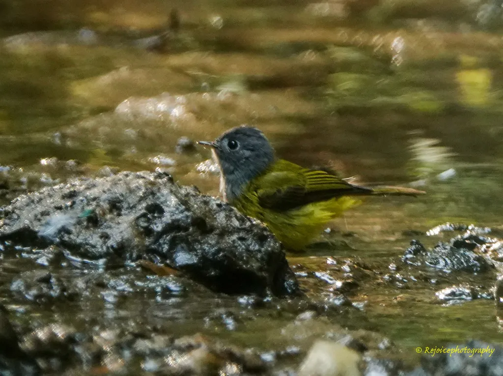 方尾鹟(Culicicapa ceylonensis)