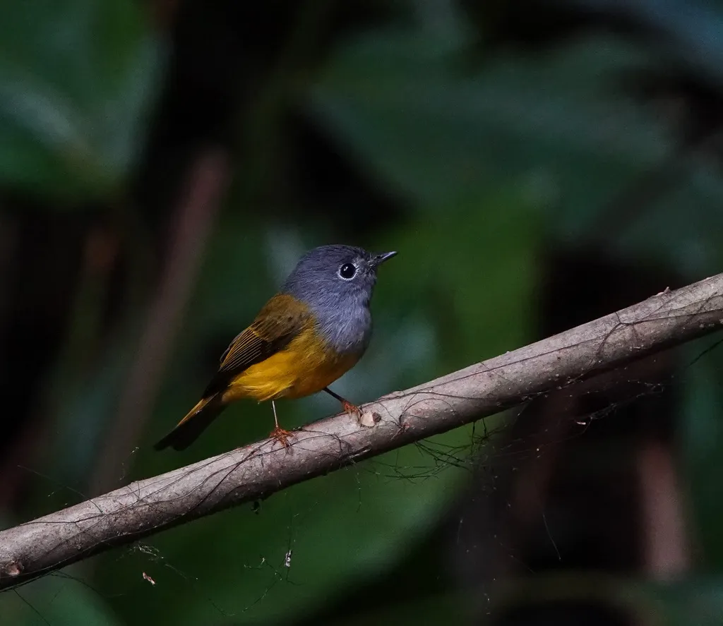 方尾鹟(Culicicapa ceylonensis)
