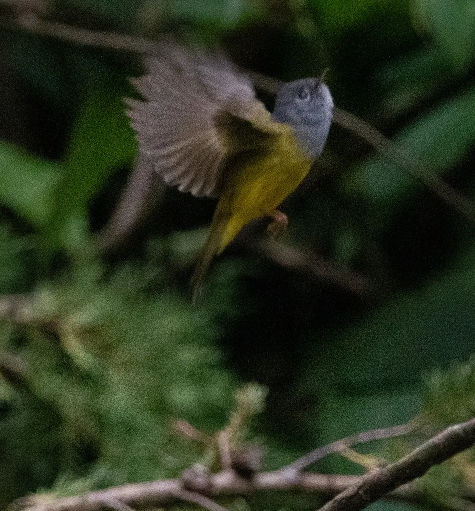 方尾鹟(Culicicapa ceylonensis)