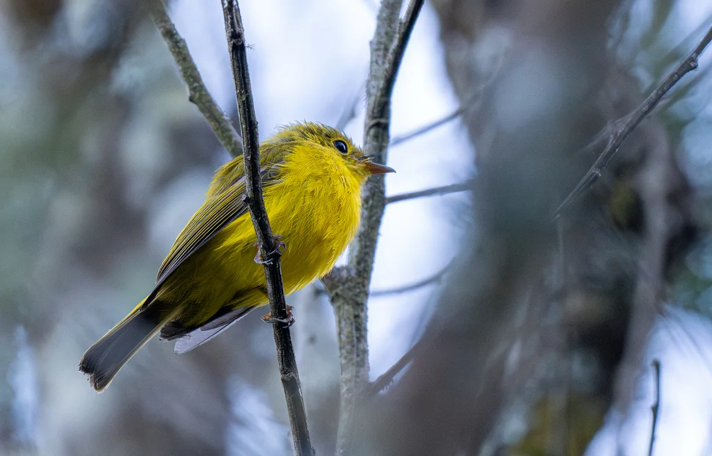 柠黄仙鹟(Culicicapa helianthea)