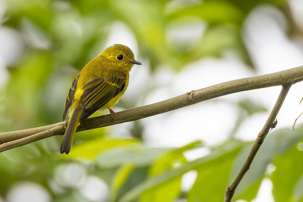 柠黄仙鹟(Culicicapa helianthea)