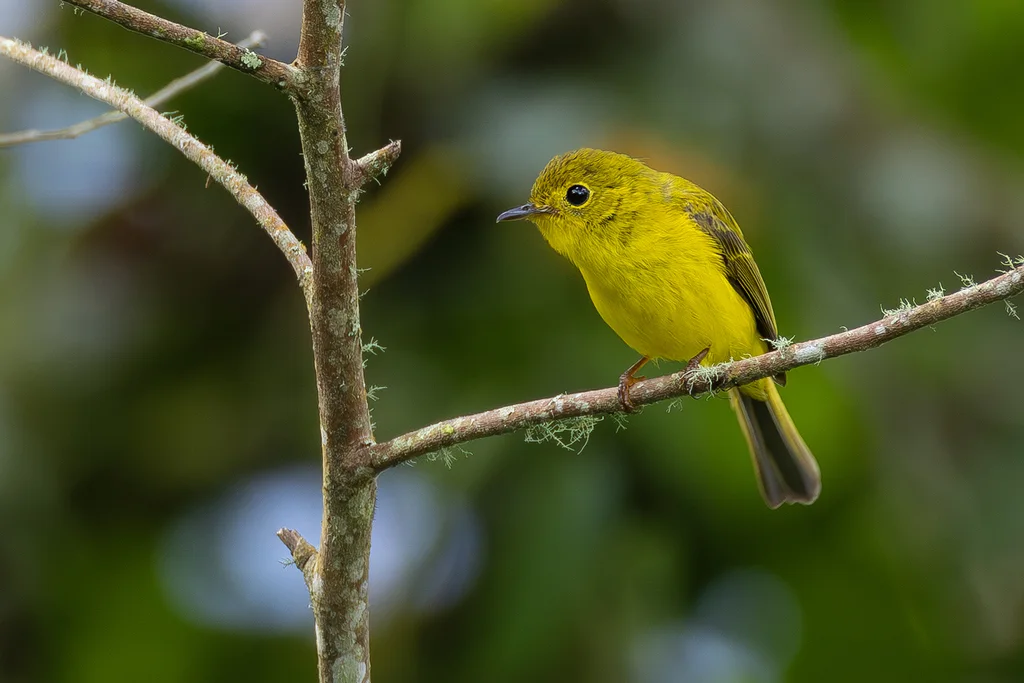柠黄仙鹟(Culicicapa helianthea)