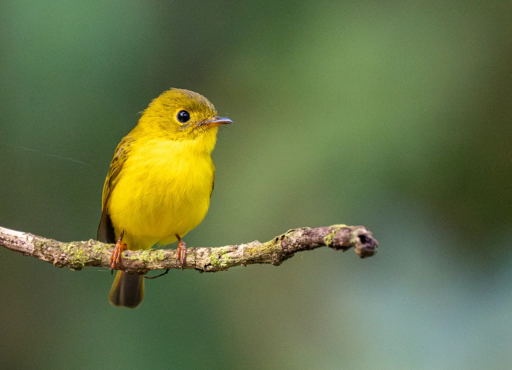 柠黄仙鹟(Culicicapa helianthea)