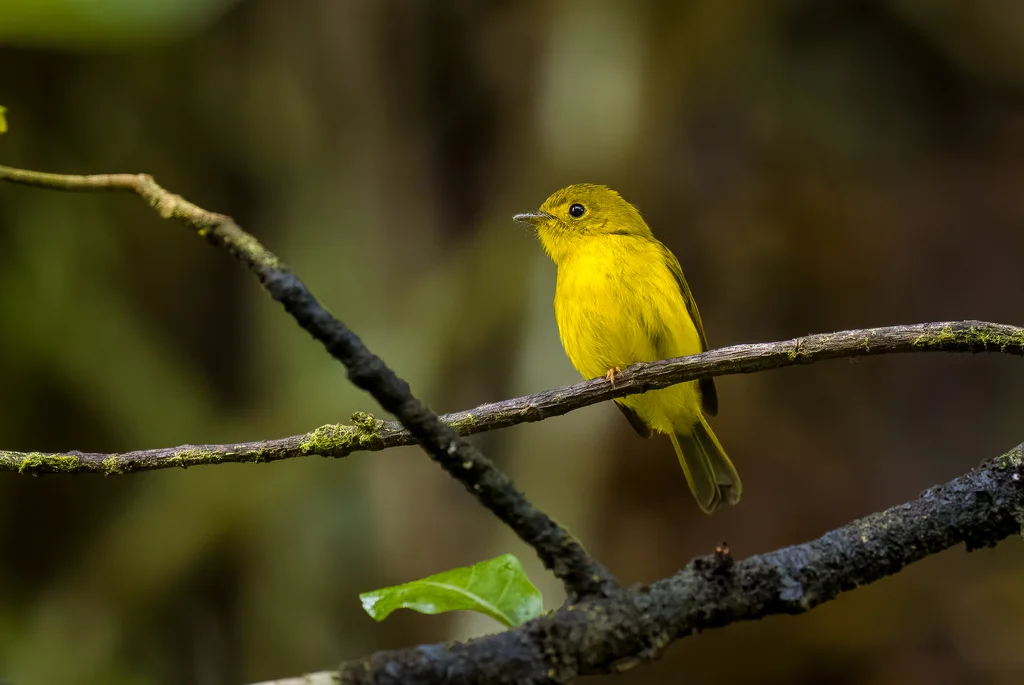 柠黄仙鹟(Culicicapa helianthea)