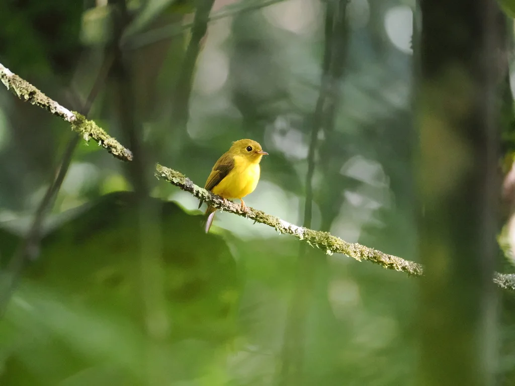柠黄仙鹟(Culicicapa helianthea)