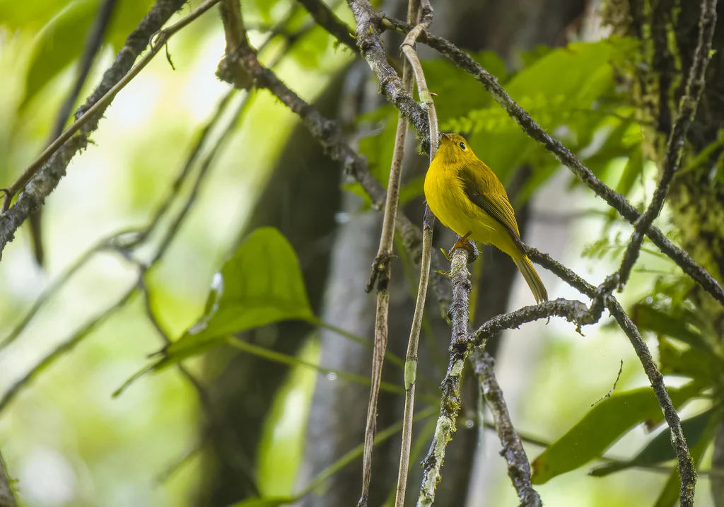 柠黄仙鹟(Culicicapa helianthea)