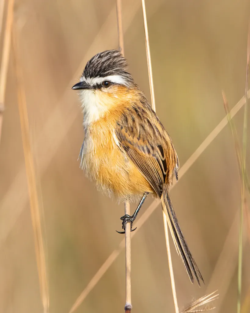 尖尾霸鹟（Culicivora caudacuta）