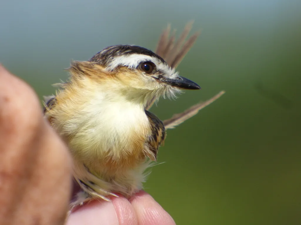 尖尾霸鹟（Culicivora caudacuta）