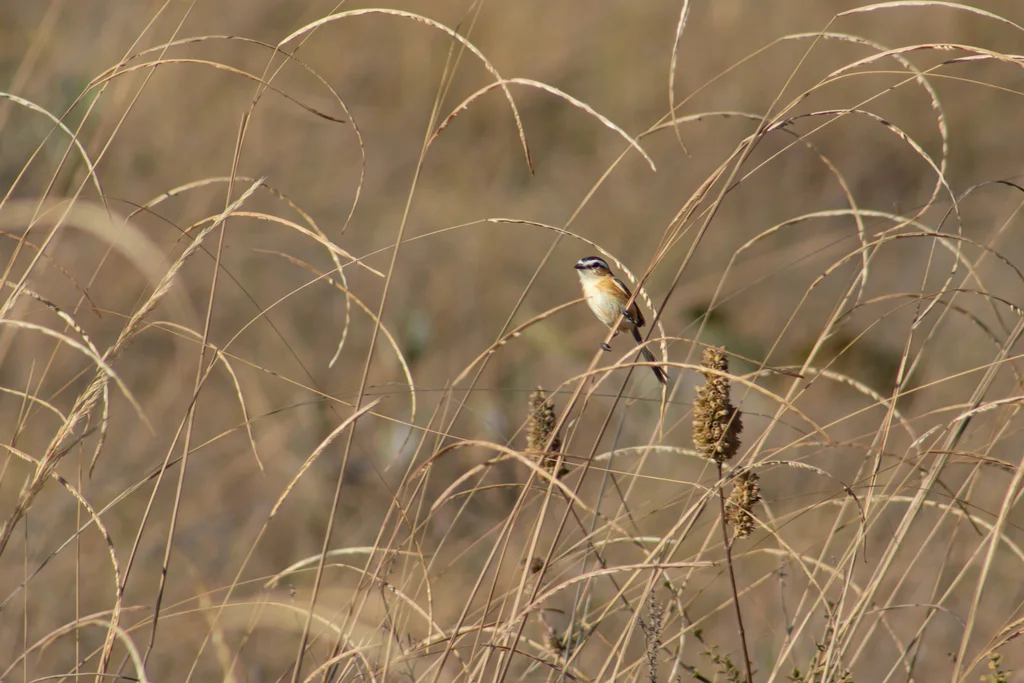 尖尾霸鹟（Culicivora caudacuta）