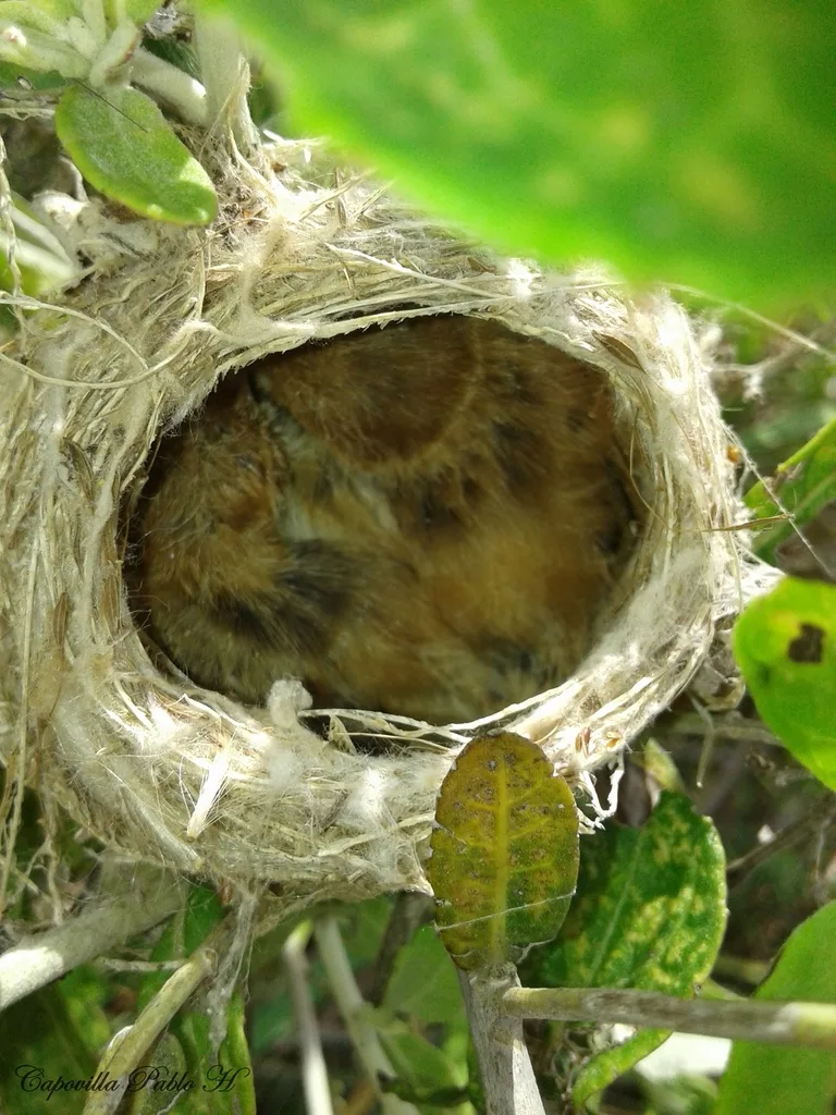 尖尾霸鹟（Culicivora caudacuta）